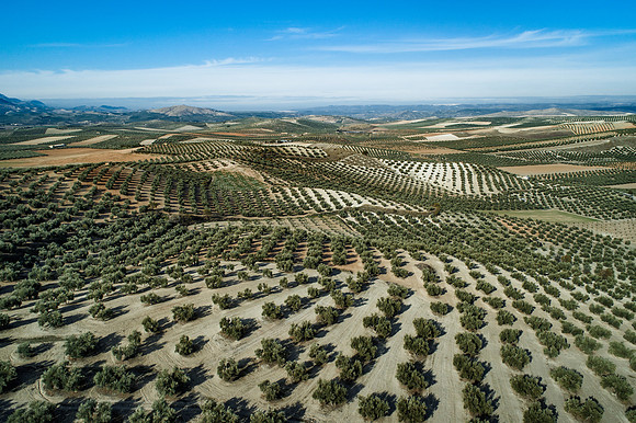 Olive trees