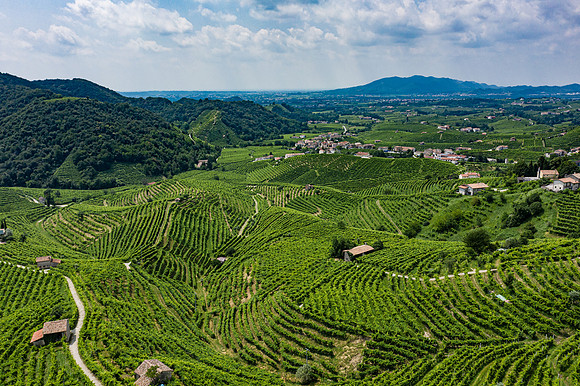 Prosecco vineyards